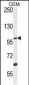 USP29 Antibody (Center)